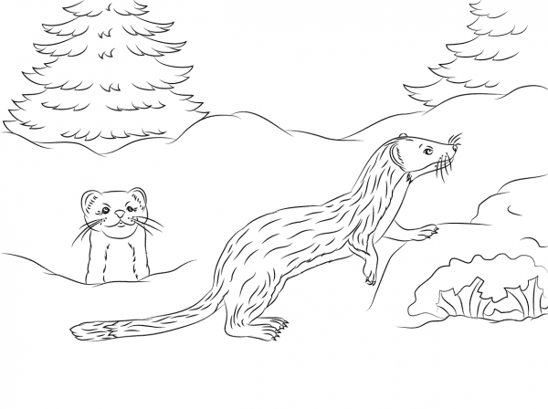 Cute Long-tailed Weasels coloring page image
