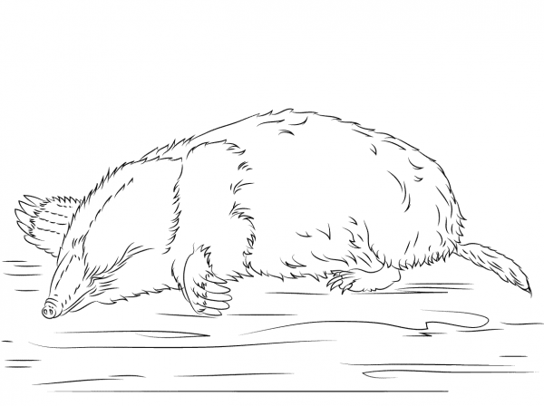 Cute Mole   coloring page image