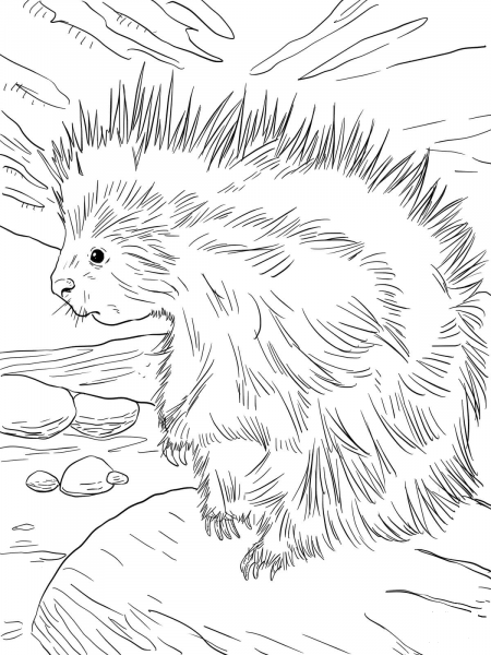Cute North American Porcupine coloring page image