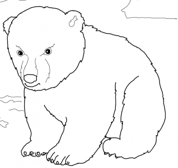 Cute Polar Bear Cub coloring page image
