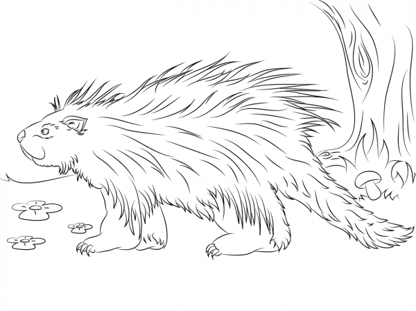 Cute Porcupine coloring page image