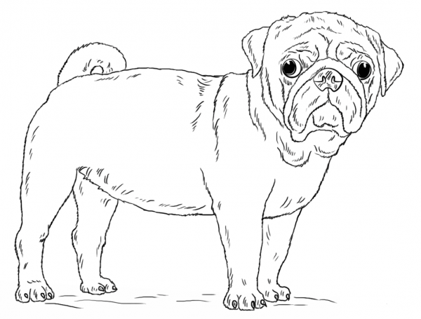 Cute Pug Dog coloring page image