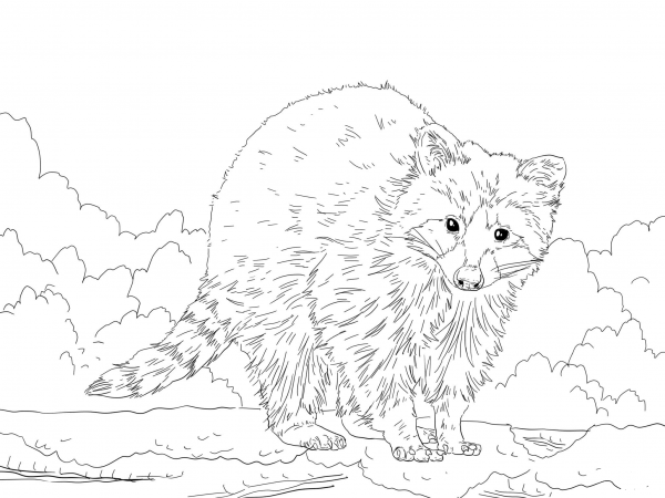 Cute Raccoon coloring page image