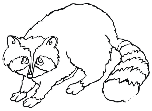 Cute Raccoon coloring page image
