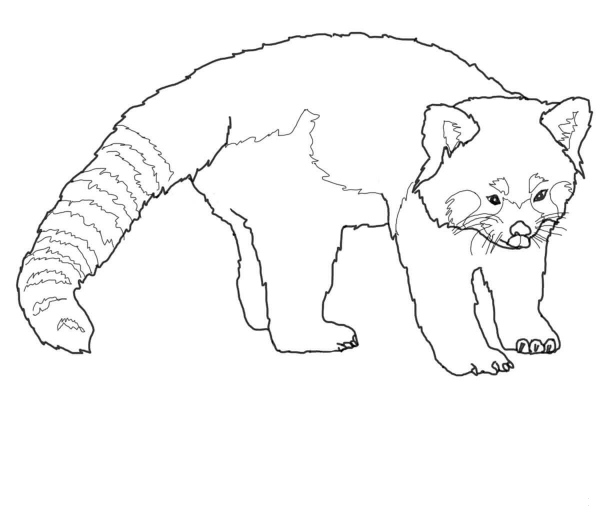 Cute Red Panda coloring page image