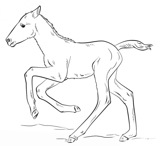 Cute Running Foal coloring page image
