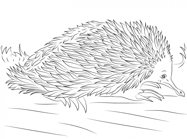 Cute Short Beaked Echidna coloring page image