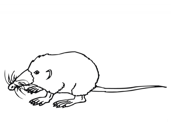 Cute Shrew coloring page image