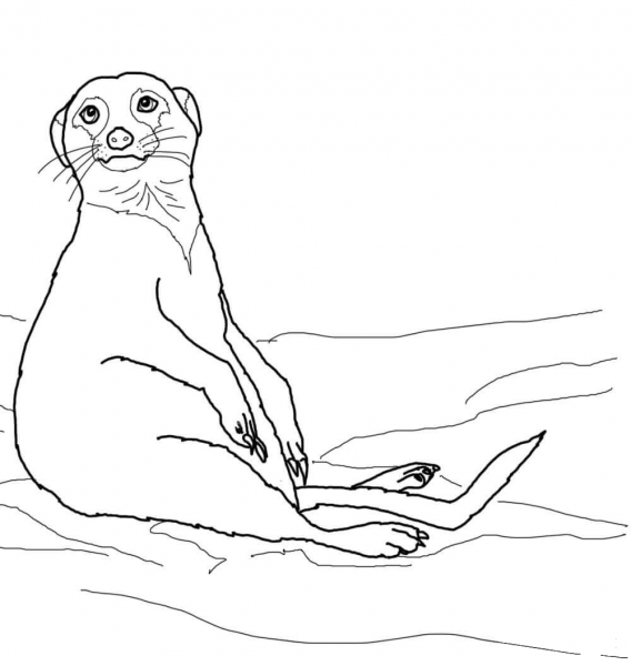 Cute Sitting Meerkat coloring page image