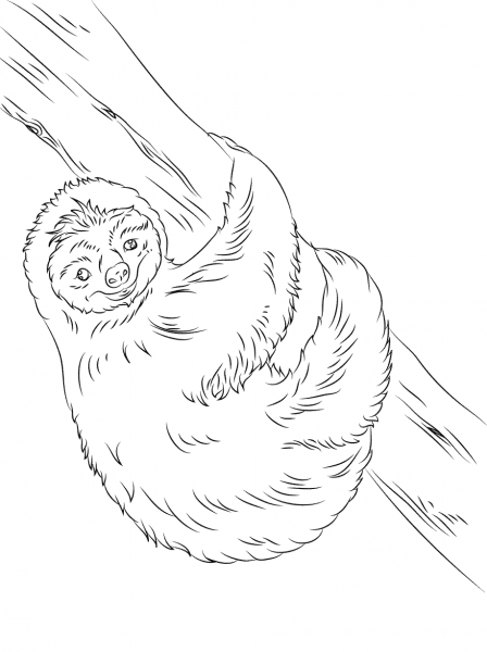 Cute Sloth coloring page image