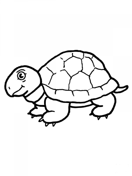 Cute Tortoise coloring page image