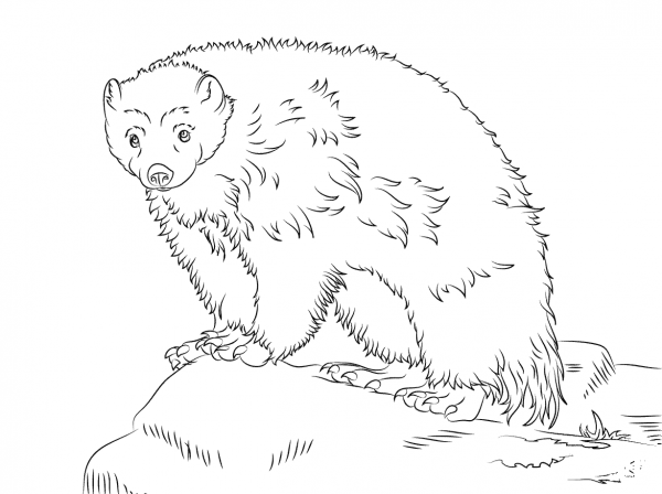 Cute Wolverine coloring page image