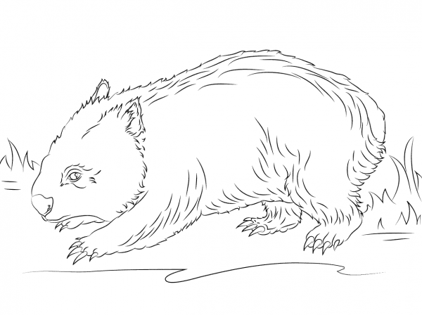 Cute Wombat coloring page image