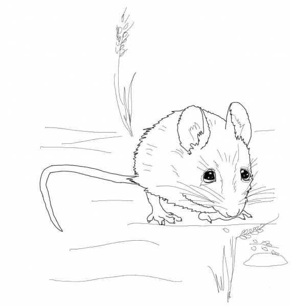 Cute Wood Mouse coloring page image
