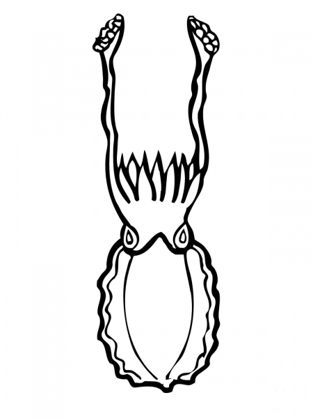 Cuttlefish coloring page image