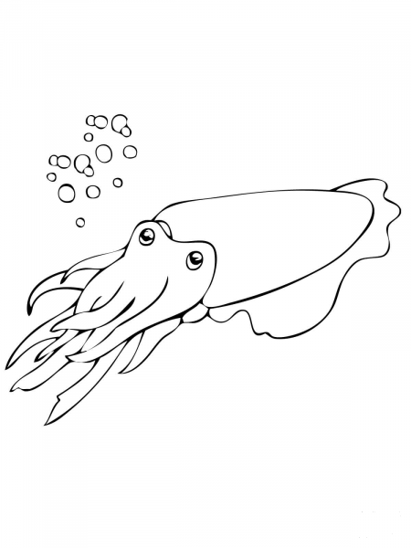 Cuttlefish Mollusca coloring page image