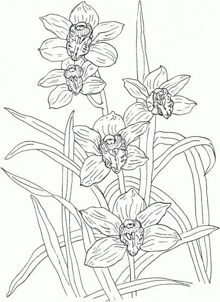 Cymbidium Rosanna Orchid coloring page image
