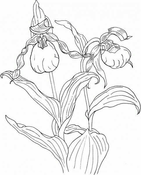 Cypripedium Calceolus is a Lady’s Slipper Orchid coloring page image
