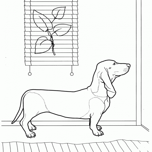 Dachshund coloring page image