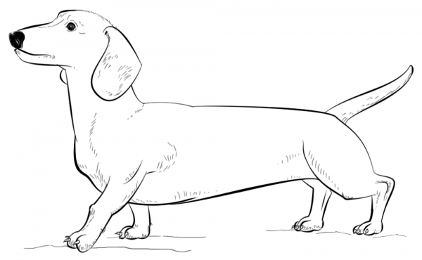 Dachshund Dog coloring page image