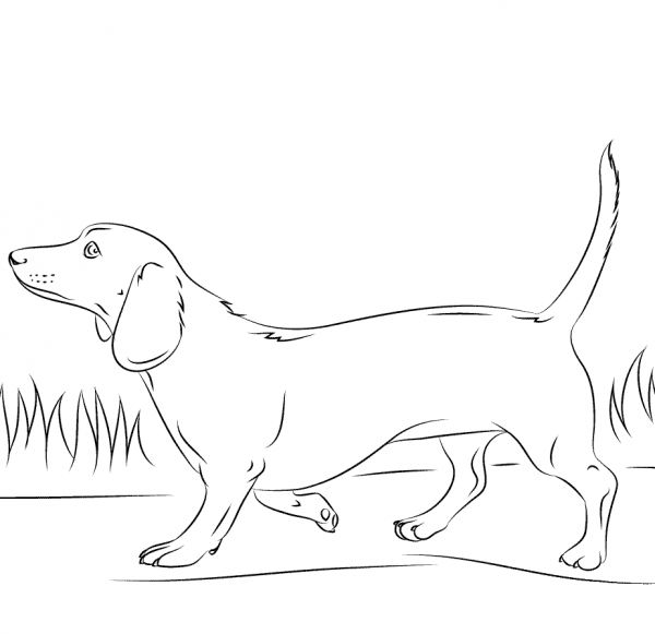 Dachshund Dog coloring page image