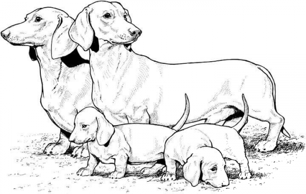 Dachshund With Puppies  coloring page image
