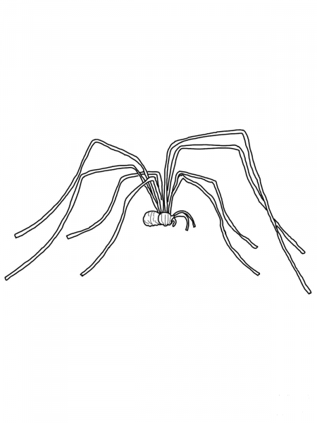 Daddy Long Legs coloring page image