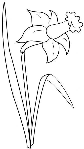 Daffodil coloring page image