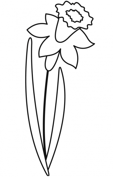 Daffodil coloring page image