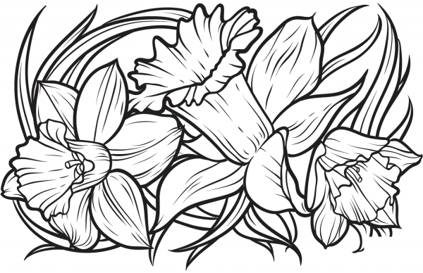 Daffodil coloring page image