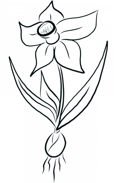 Daffodil coloring page image