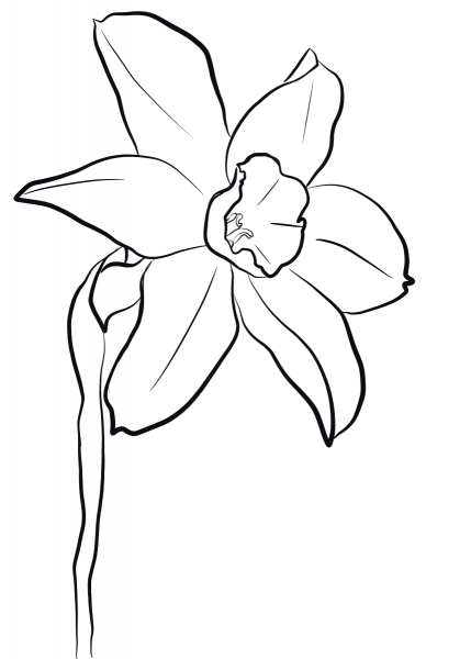 Daffodil coloring page image
