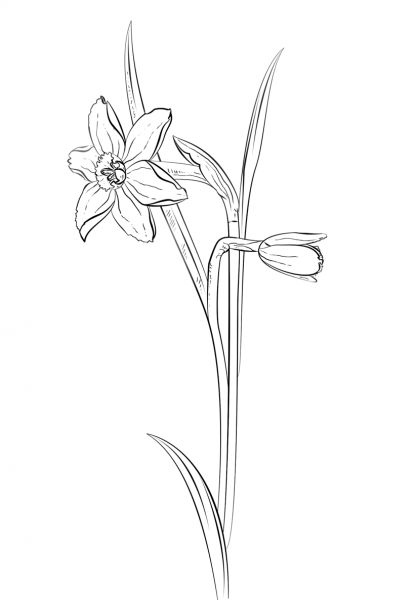 Daffodil flower coloring page image