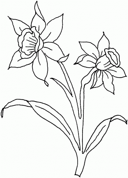 Daffodil Flowers coloring page image