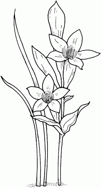 Daffodil or narcissus or jonquil coloring page image