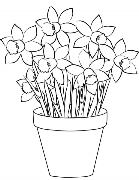 Daffodils coloring page image
