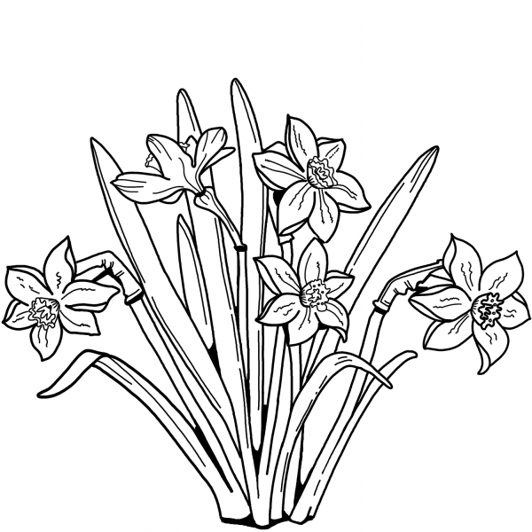 Daffodils coloring page image
