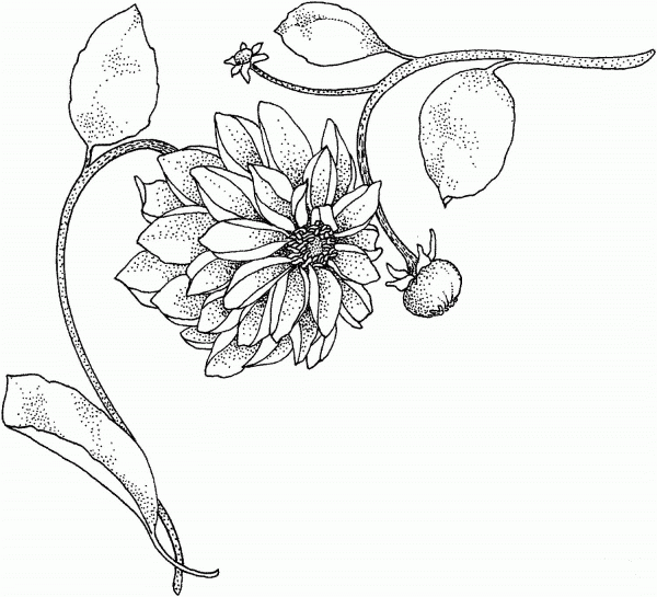 Dahlia 1 coloring page image