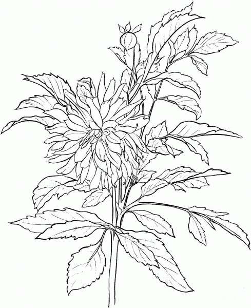 Dahlia 3 coloring page image