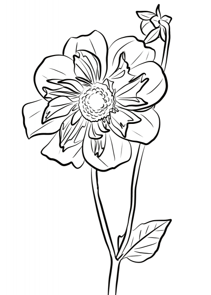Dahlia ‘Ami Nonin’ coloring page image