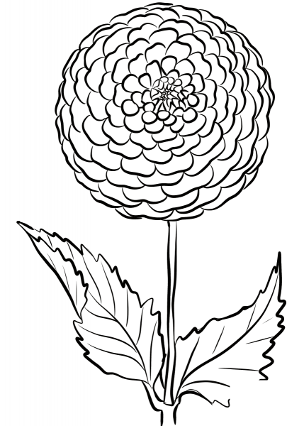 Dahlia ‘Beauty of Hastings’ coloring page image