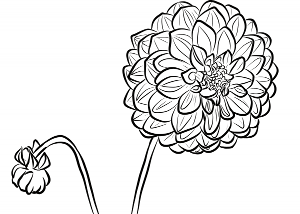 Dahlia coloring page image