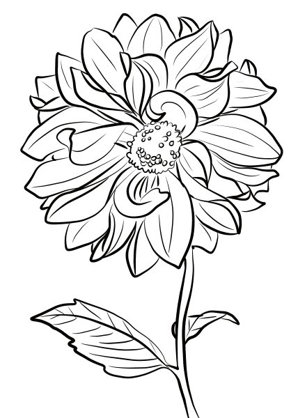 Dahlia ‘Marguerite Clark’ coloring page image