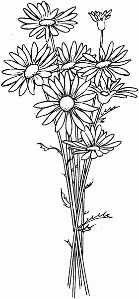 Daisies coloring page image