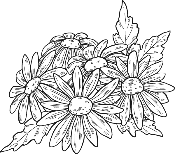 Daisies coloring page image