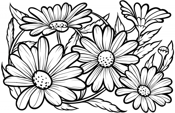 Daisies coloring page image