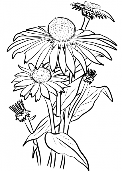 Daisies coloring page image