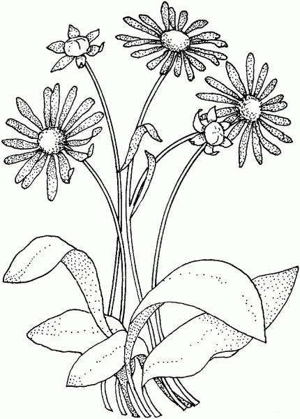 Daisy Asteraceae coloring page image