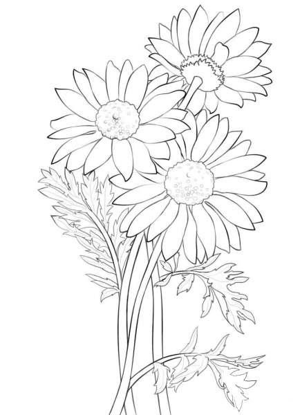 Daisy coloring page image