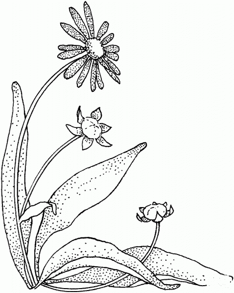 Daisy coloring page image